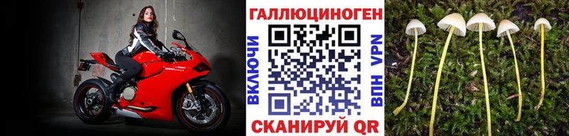 Псилоцибиновые грибы Psilocybe  Зея 